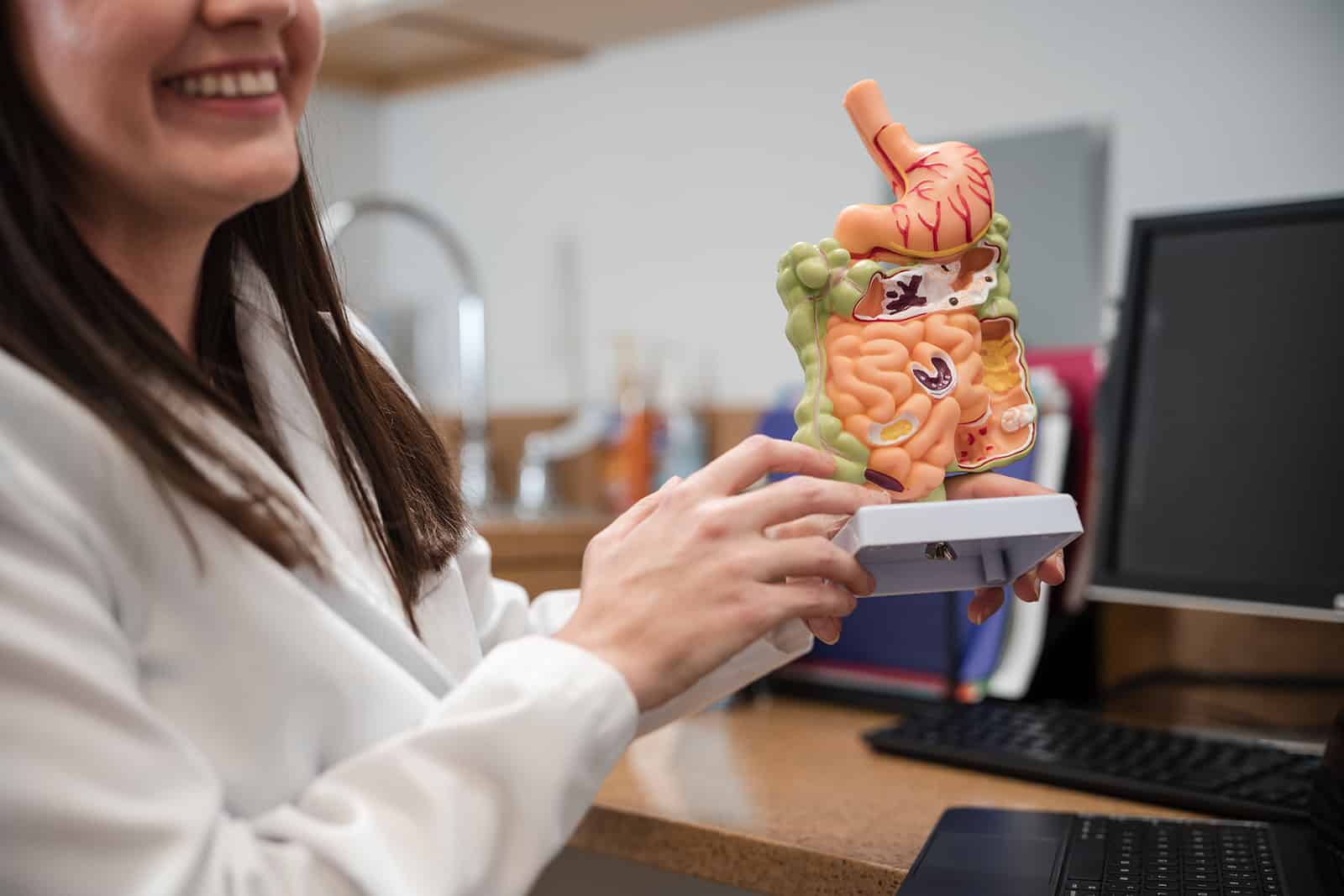 doctor holding model of digestive system