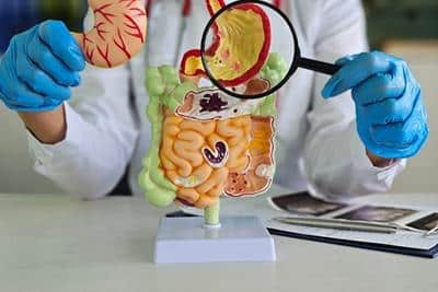 doctor holding magnifying glass to model of digestive system