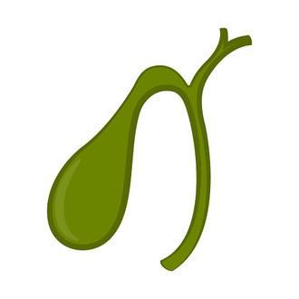 illustration of gallbladder
